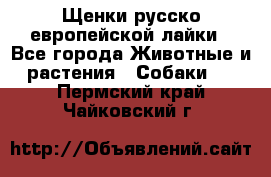 Щенки русско европейской лайки - Все города Животные и растения » Собаки   . Пермский край,Чайковский г.